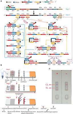 Multiple cross displacement amplification combined with nanoparticle-based lateral flow biosensor for rapid and sensitive detection of Epstein-Barr virus